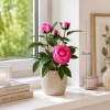 PEONIA W DONICZCE 53CM